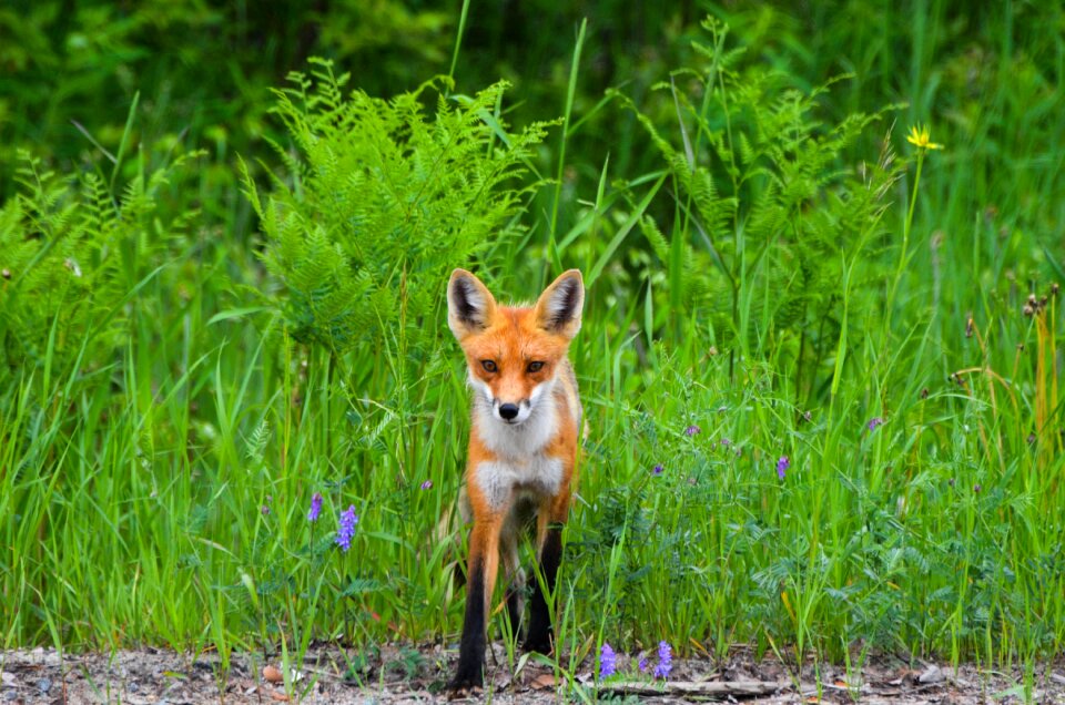 Nature animal wildlife