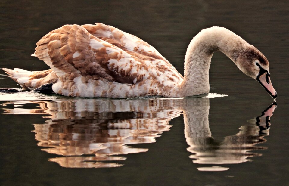 Water bird lake nature