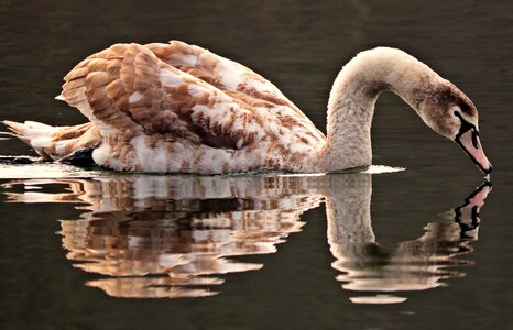 Water bird lake nature photo