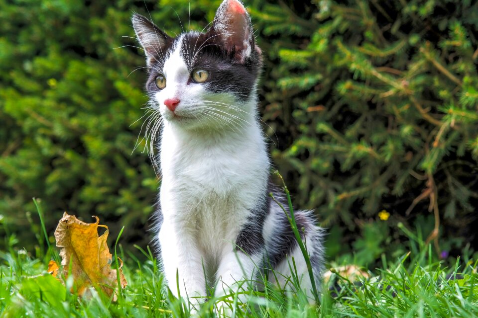Animals eyes feline