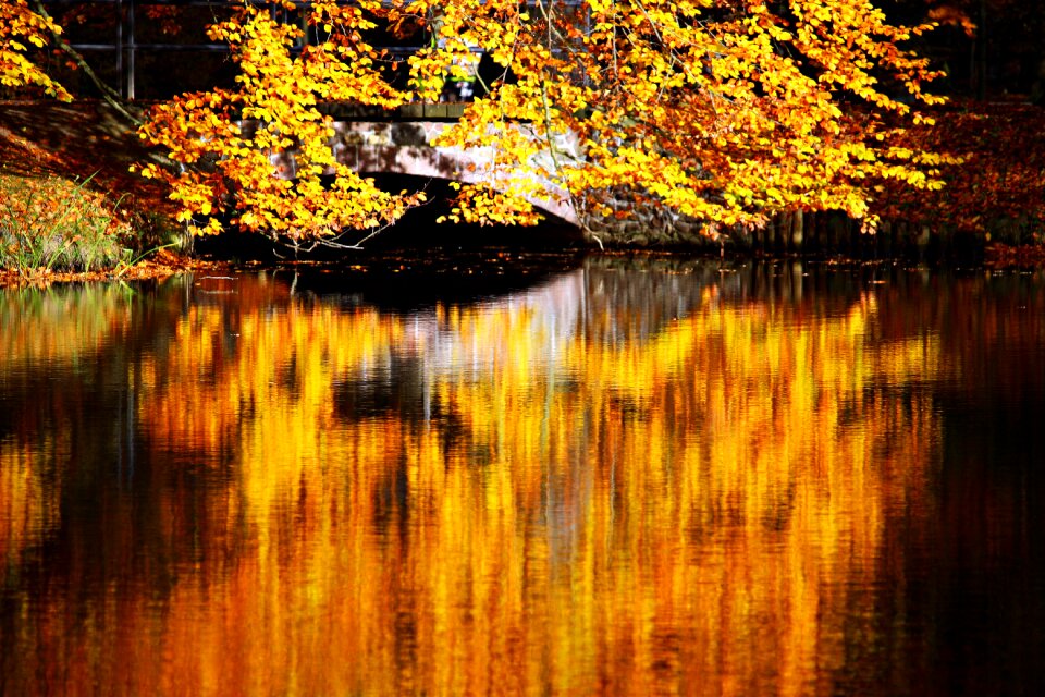 Water mirroring fall color