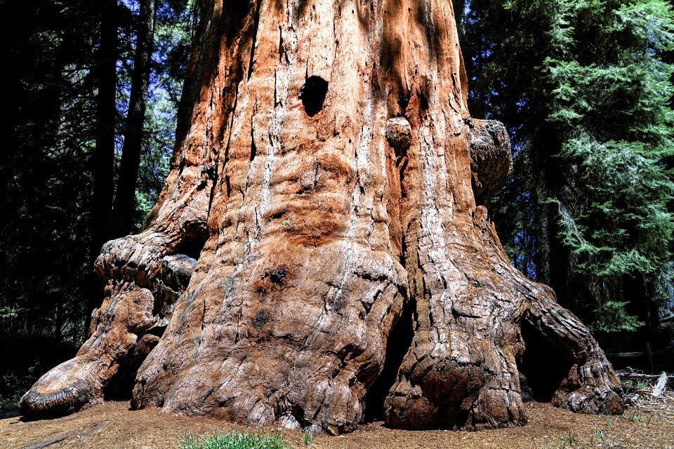 California sequoia usa