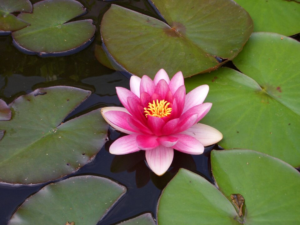 Pink blossom bloom