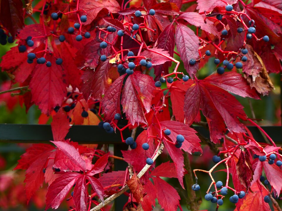 Plant red berries