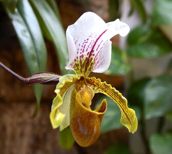 Ornamental flower beauty orchid merged photo
