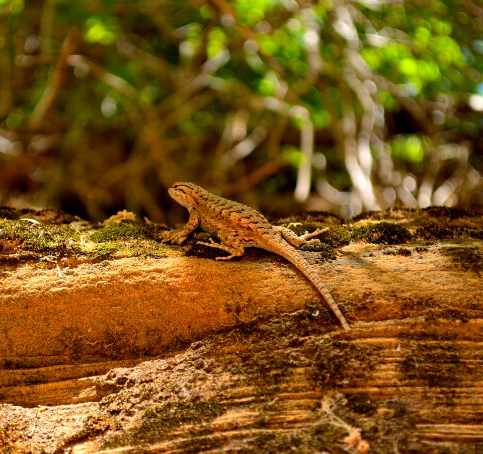 Animal reptile nature