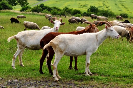 Animal animals goat photo