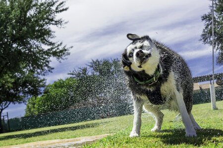 Siberian husky husky dog photo