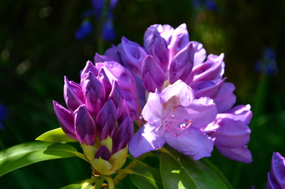 Purple flowers plant