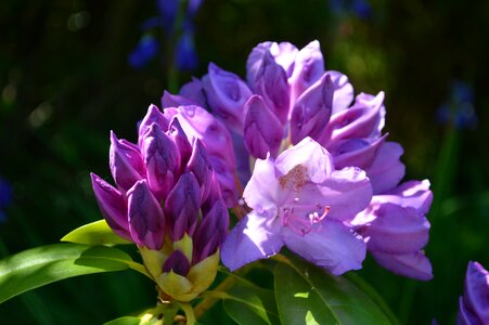 Purple flowers plant