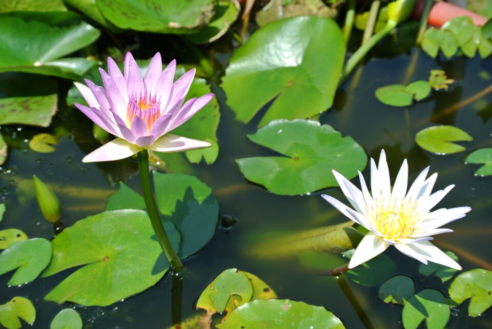 Lotus nymphaea alba Free photos