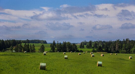 Fields grass nature