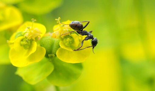 Insect spring spurge