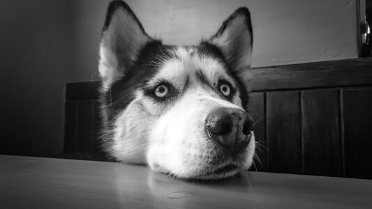 Husky dog gray dog photo