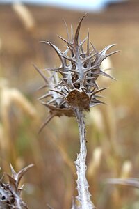 Plant close up nature prickly photo