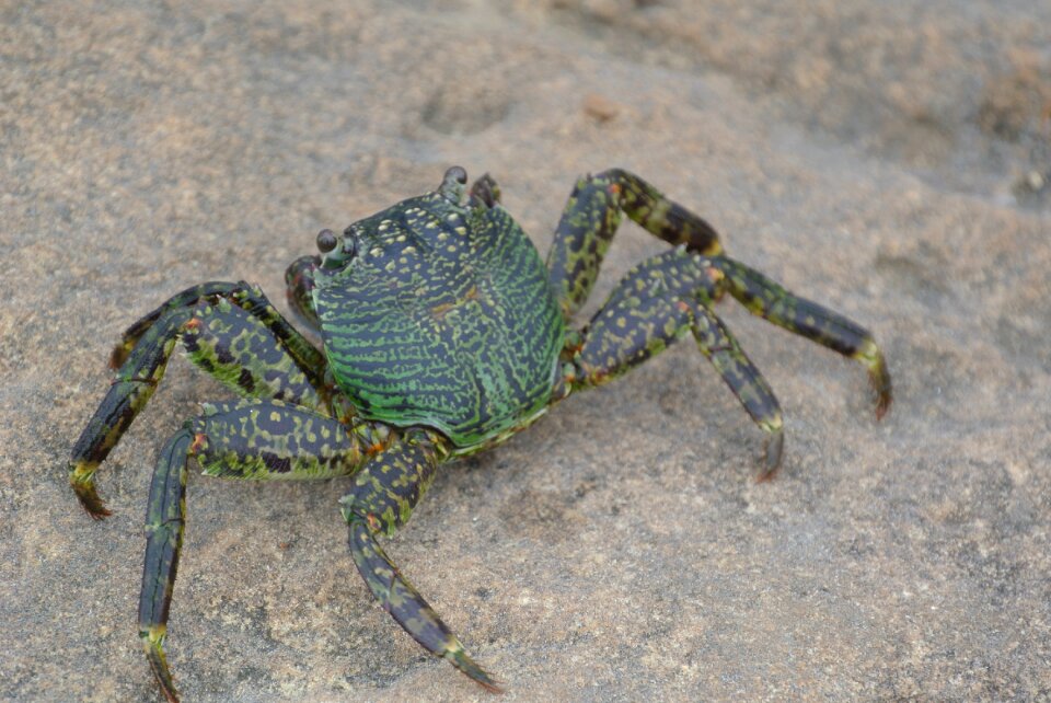 Pet heng animal