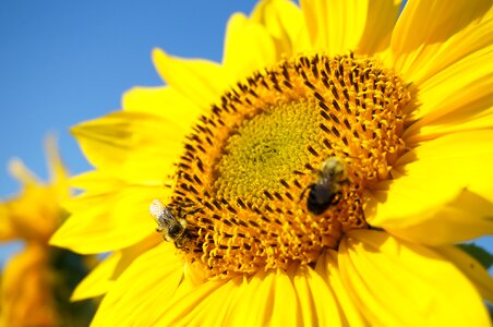 Summer nature flower