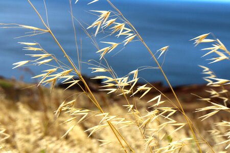 Cereals grain plant