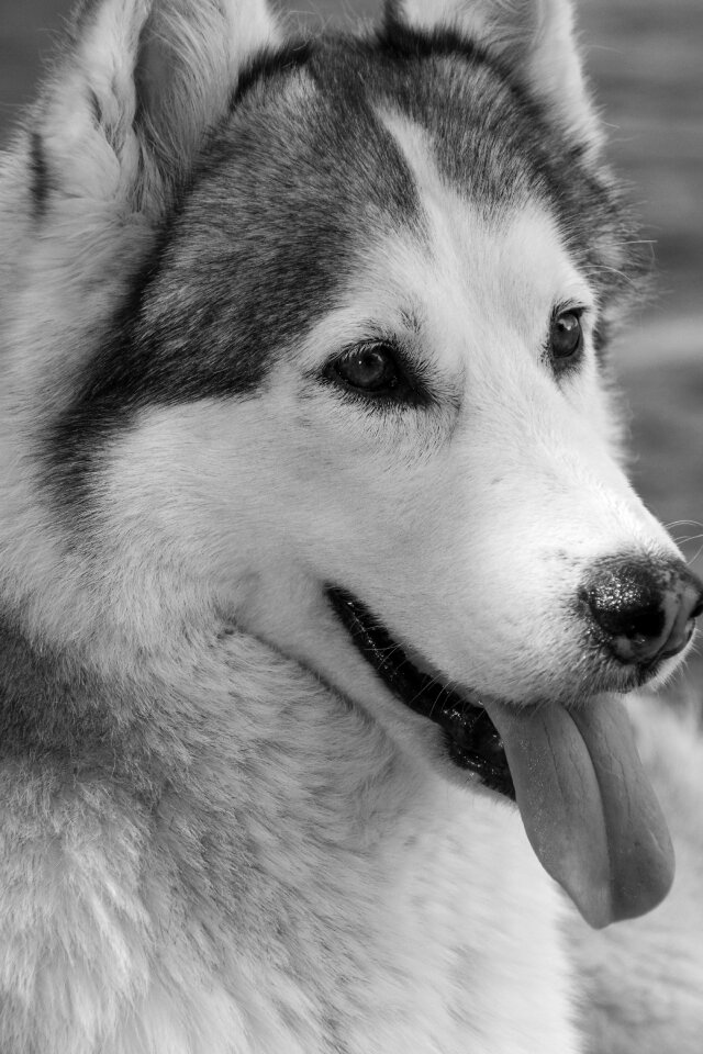 Siberian husky husky dog
