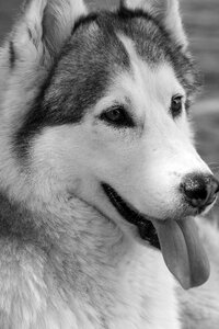 Siberian husky husky dog photo