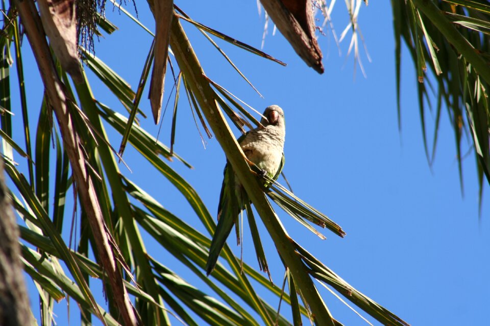 Parrot palm tree bird