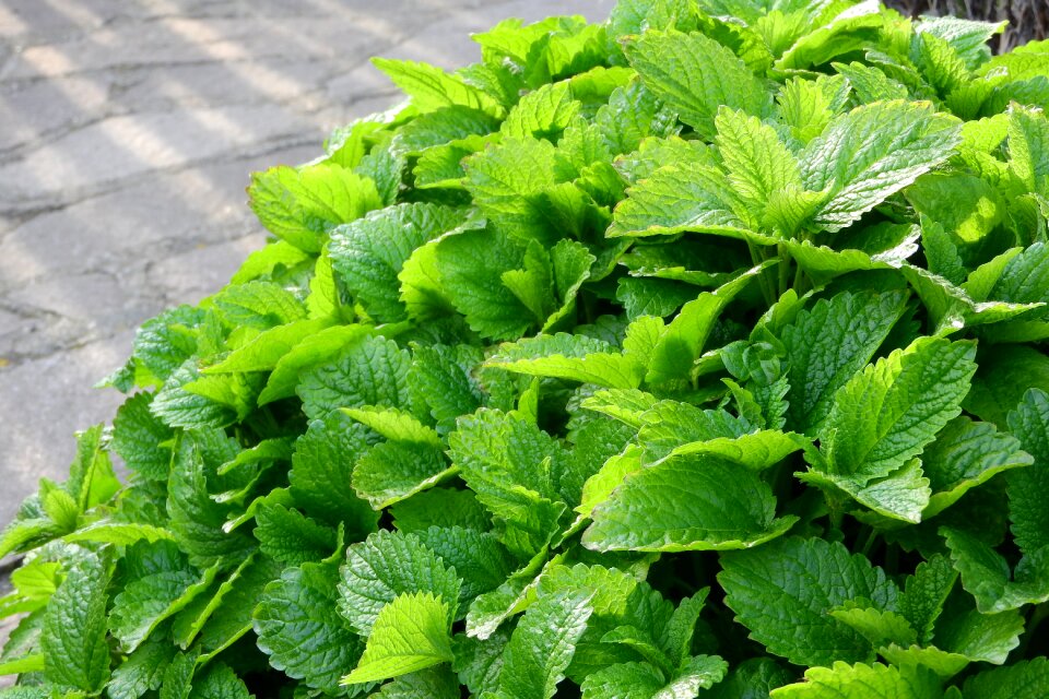 Herbs foliage medicinal herbs