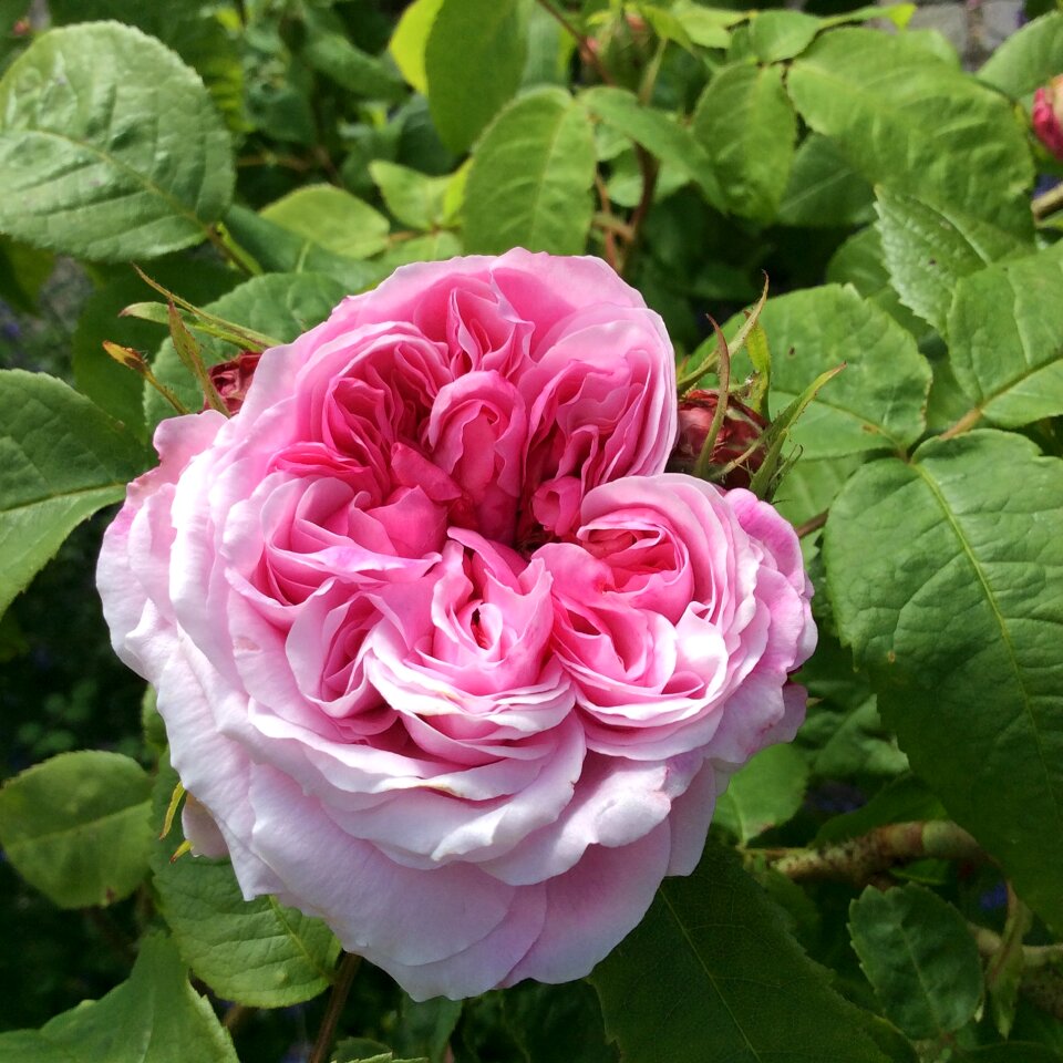 Summer have petals