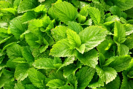 Herbs foliage medicinal herbs