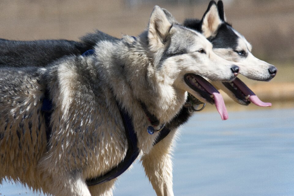 Siberian husky husky dog