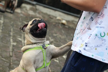Pug tongue jumping dog photo