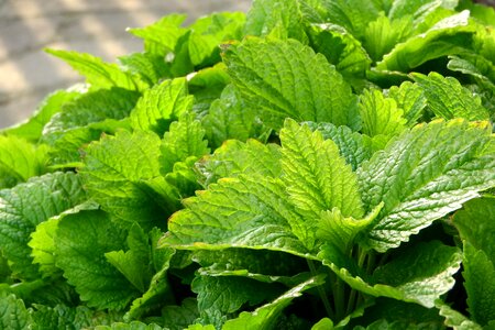 Herbs foliage medicinal herbs