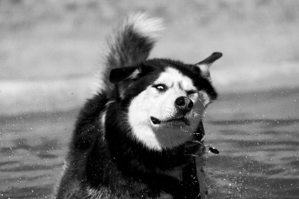 Siberian husky husky dog