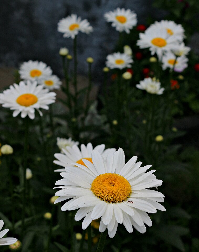 Flowers green yellow