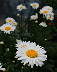 Flowers green yellow
