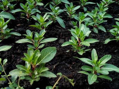 Soil plant growth photo