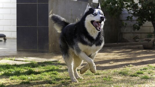 Siberian husky husky dog photo