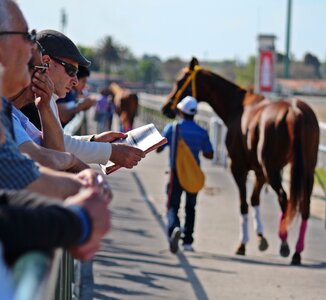 Thoroughbred jockey racehorse photo