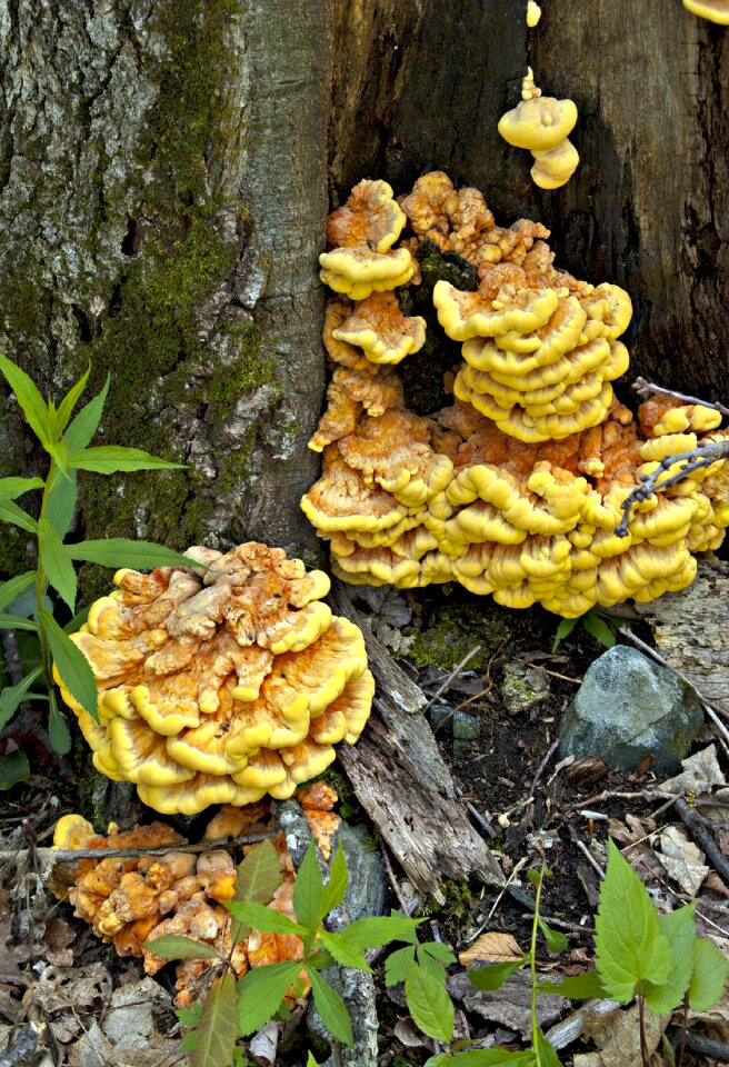 Fungi chicken of the woods mushroom