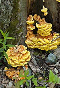 Fungi chicken of the woods mushroom