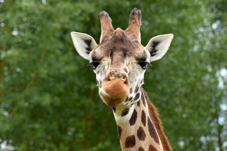 Cute neck zoo photo