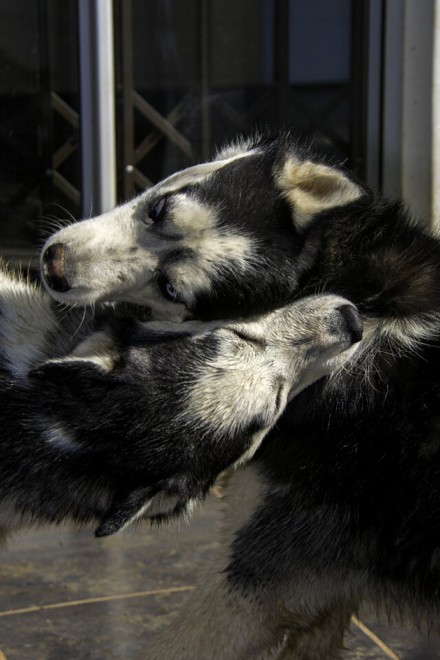 Siberian husky husky dog