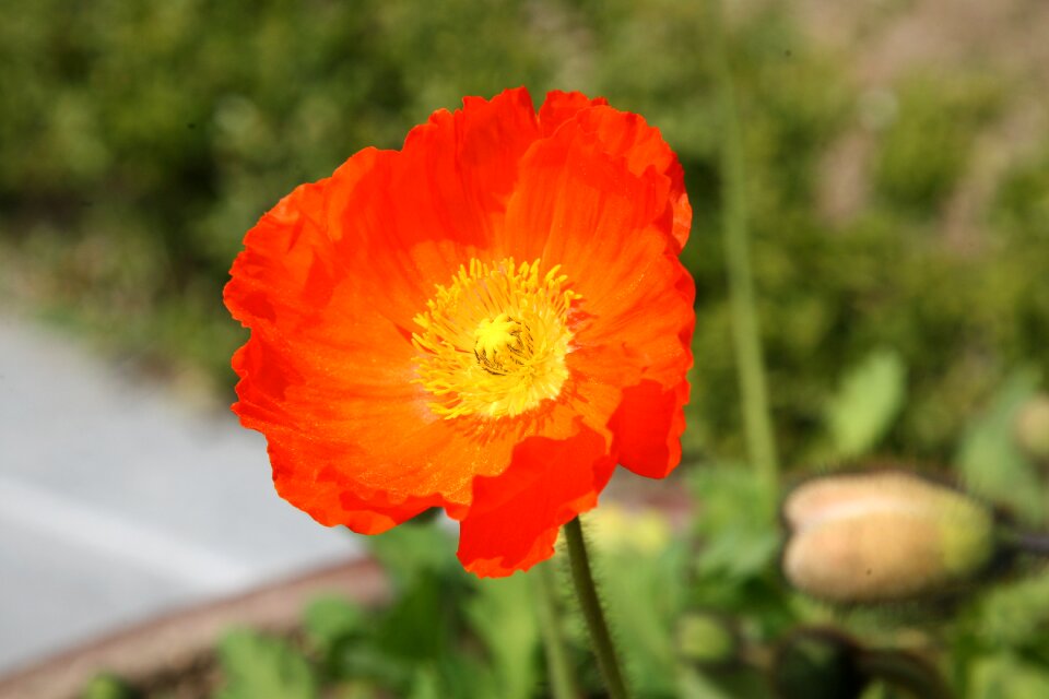 Nature plants flowers