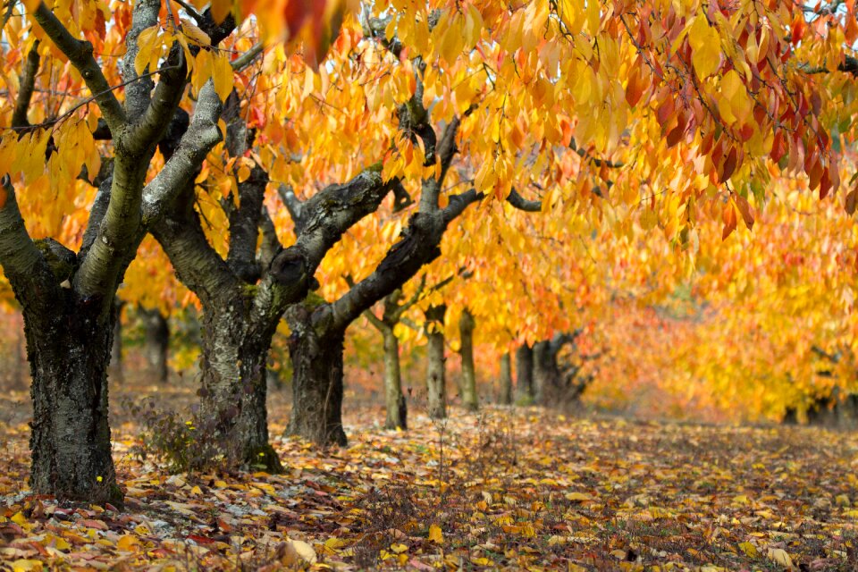 Yellow leaves nature photo