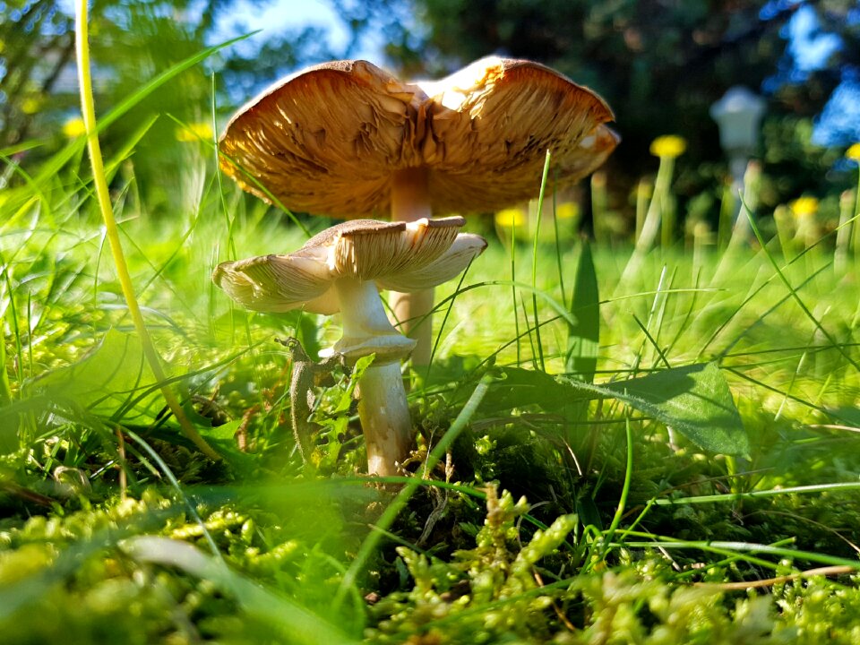 Mushroom green terry