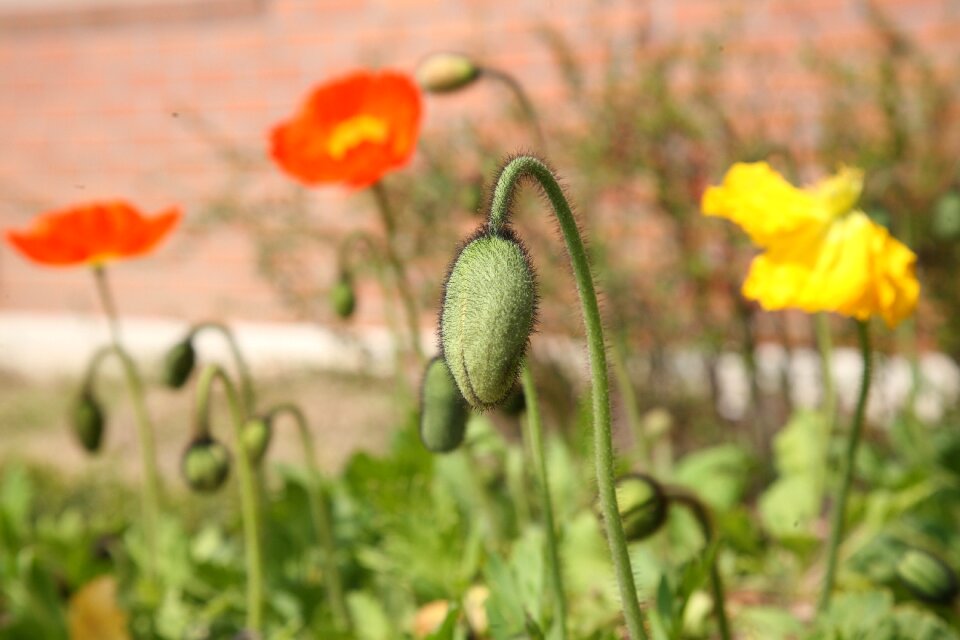 Nature plants flowers