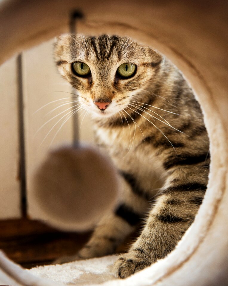 Kitten arc eyes