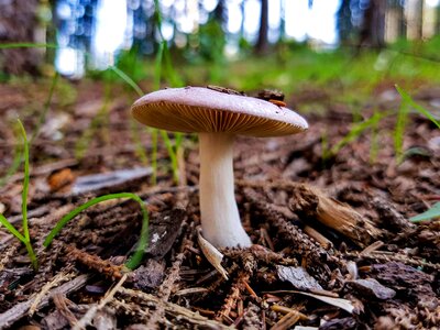 Mushroom forest terry
