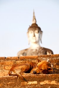 Meditation buddhism asia photo