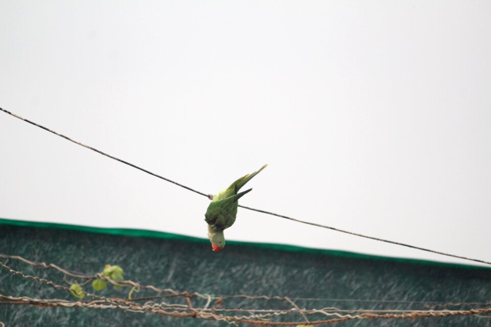 Parrot showing stunts green parrot bird