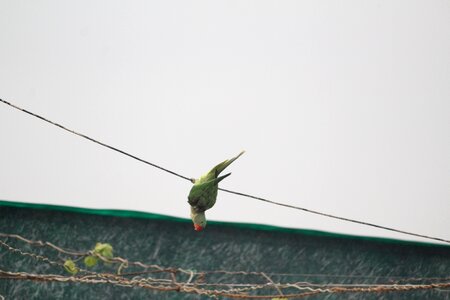 Parrot showing stunts green parrot bird